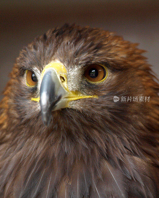 金鹰(Aquila chrysaetos)